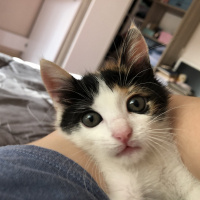 Tekir Kedi, Kedi  Müko fotoğrafı