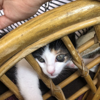 Tekir Kedi, Kedi  Müko fotoğrafı