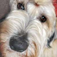 Maltese, Köpek  Kaktüs fotoğrafı