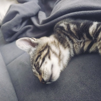 Tekir Kedi, Kedi  Şakir fotoğrafı