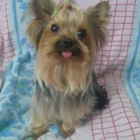 Yorkshire Terrier, Köpek  Jenny fotoğrafı