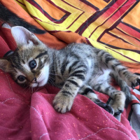 Tekir Kedi, Kedi  ceyki fotoğrafı