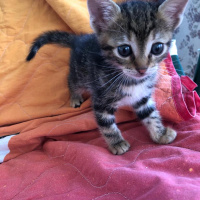 Tekir Kedi, Kedi  ceyki fotoğrafı