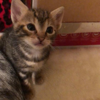 Tekir Kedi, Kedi  ceyki fotoğrafı