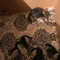 Tekir Kedi, Kedi  ceyki fotoğrafı