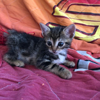 Tekir Kedi, Kedi  ceyki fotoğrafı