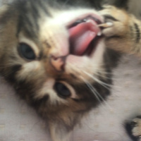 Tekir Kedi, Kedi  ceyki fotoğrafı