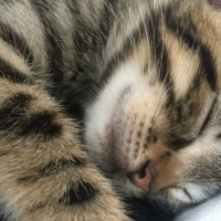 Tekir Kedi, Kedi  ceyki fotoğrafı