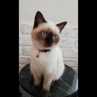 British Shorthair, Kedi  Venüs fotoğrafı