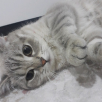 British Shorthair, Kedi  Limon fotoğrafı