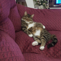 Tekir Kedi, Kedi  Luna fotoğrafı