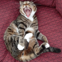 Tekir Kedi, Kedi  Luna fotoğrafı