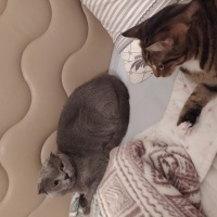 Tekir Kedi, Kedi  Luna fotoğrafı