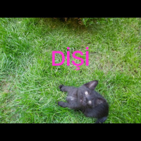 Tekir Kedi, Kedi  Kedi fotoğrafı