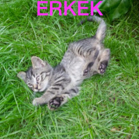 Tekir Kedi, Kedi  Kedi fotoğrafı