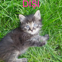 Tekir Kedi, Kedi  Kedi fotoğrafı