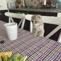 Scottish Fold, Kedi  Cucu fotoğrafı