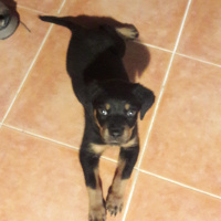 Rottweiler, Köpek  Neo fotoğrafı