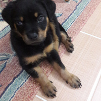 Rottweiler, Köpek  Neo fotoğrafı
