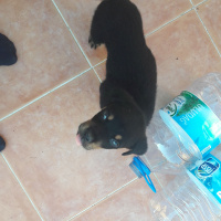 Rottweiler, Köpek  Neo fotoğrafı