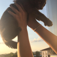 British Shorthair, Kedi  Atlas fotoğrafı