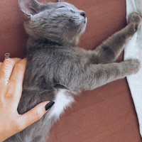 British Shorthair, Kedi  Atlas fotoğrafı