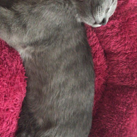 British Shorthair, Kedi  Atlas fotoğrafı