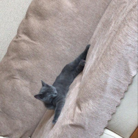 British Shorthair, Kedi  Atlas fotoğrafı