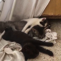 Tuxedo (Smokin) Kedi, Kedi  Kedicikler fotoğrafı