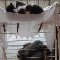 Tuxedo (Smokin) Kedi, Kedi  Kedicikler fotoğrafı