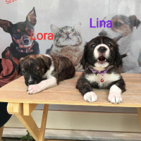 Labrador Retriever, Köpek  Lina fotoğrafı