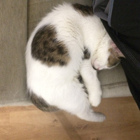 Tekir Kedi, Kedi  MÜSLÜM fotoğrafı