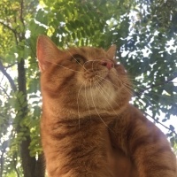 Scottish Fold, Kedi  Mia fotoğrafı