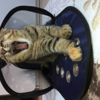 Scottish Fold, Kedi  Mia fotoğrafı