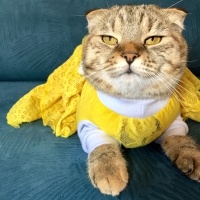 Scottish Fold, Kedi  Mia fotoğrafı