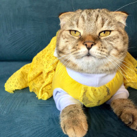 Scottish Fold, Kedi  Mia fotoğrafı