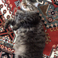 Norwegian Forest, Kedi  Cevat fotoğrafı