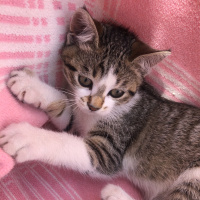 Tekir Kedi, Kedi  Max fotoğrafı