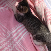 Tekir Kedi, Kedi  Max fotoğrafı