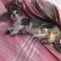 Tekir Kedi, Kedi  Max fotoğrafı