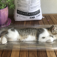 Tekir Kedi, Kedi  Max fotoğrafı