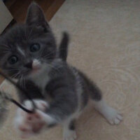 British Shorthair, Kedi  Duman fotoğrafı