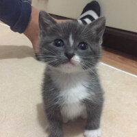 British Shorthair, Kedi  Duman fotoğrafı