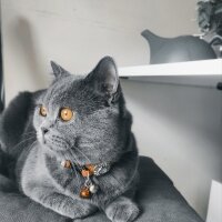 British Shorthair, Kedi  Duman fotoğrafı