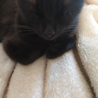 Tekir Kedi, Kedi  SİSİ fotoğrafı