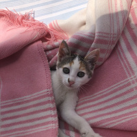 Tekir Kedi, Kedi  Tarçın fotoğrafı