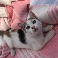 Tekir Kedi, Kedi  Tarçın fotoğrafı