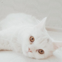 Van Kedisi, Kedi  Melodi fotoğrafı