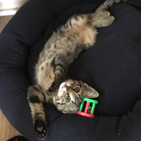 Tekir Kedi, Kedi  MAYA fotoğrafı