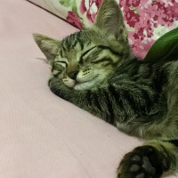 Tekir Kedi, Kedi  MAYA fotoğrafı